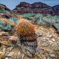 Cactus at the Bottom of Grand Canyon